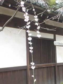 鼻も日記もぐちゃぐちゃ?_c0049950_13344885.jpg