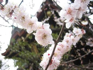 鼻も日記もぐちゃぐちゃ?_c0049950_14483873.jpg