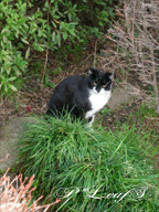 c0176651_18533246.gif