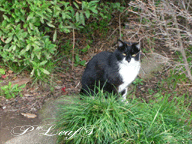 c0176651_1853684.gif