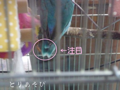 ずんだもちのしっぽ_e0147757_23563057.jpg