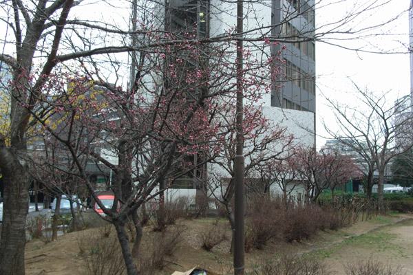 常盤橋公園の梅 (2/16~3/12)_b0006870_01919.jpg