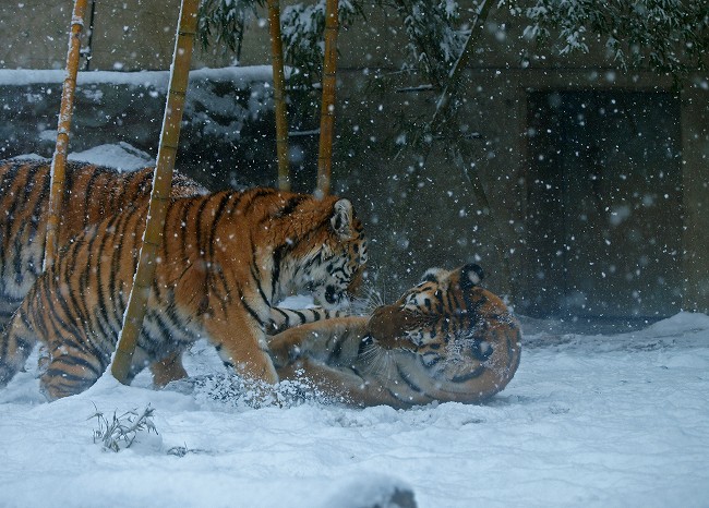 初!雪体験♪_b0145677_1735563.jpg