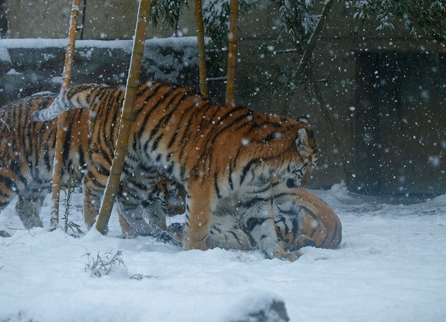 初!雪体験♪_b0145677_1741617.jpg