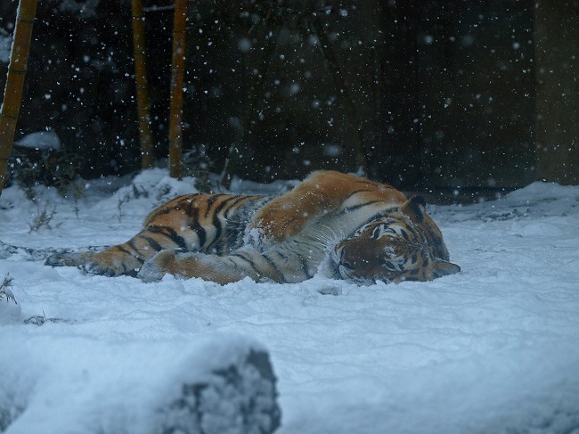 初!雪体験♪_b0145677_1743343.jpg