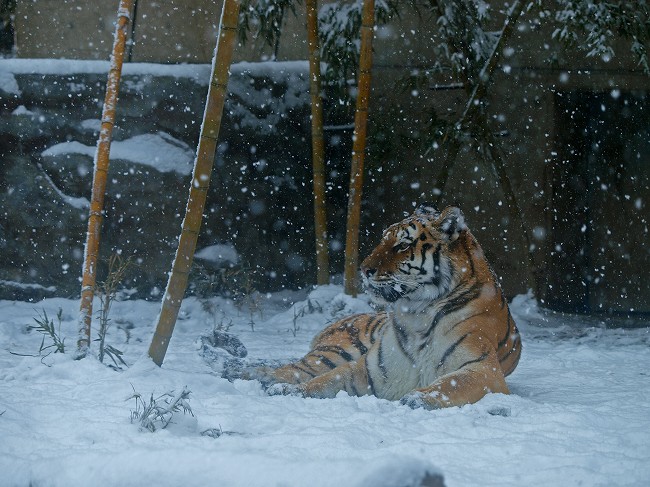 初!雪体験♪_b0145677_1744437.jpg