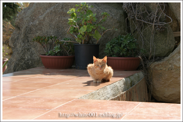 マルタ島の猫　 ～旅行記⑥　ハジャーイム神殿とバレッタ～_e0027083_1726521.jpg