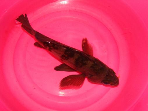 e0123808_20312032.jpg