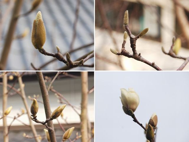 白木蓮のつぼみ Donさんの休憩室 白木蓮のつぼみ Donさんの休憩室