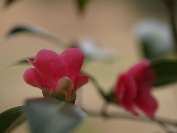 e0169421_19103062.jpg