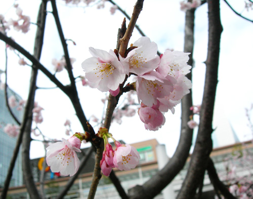 安行桜は満開！_f0029921_138218.jpg