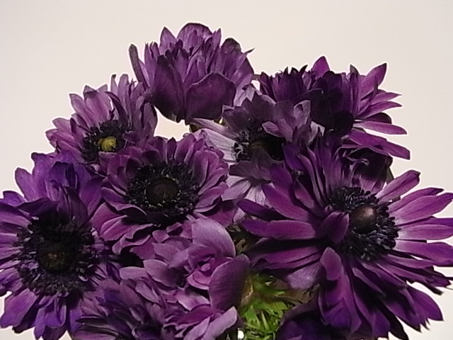 アネモネ_b0145846_2244494.jpg
