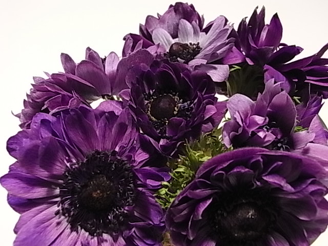 アネモネ_b0145846_2394699.jpg