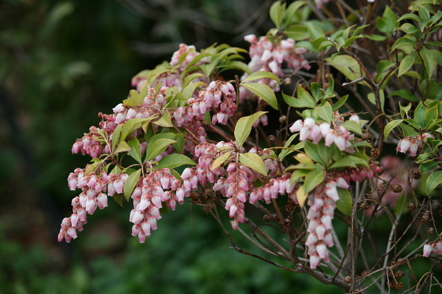 すべての花の画像 ベスト50 アセビ 葉 が 茶色