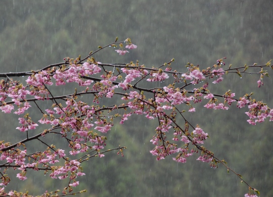 趣味の写真・・・寒緋桜　　　鳳来町_b0105374_929312.jpg