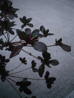f0056476_9252767.jpg