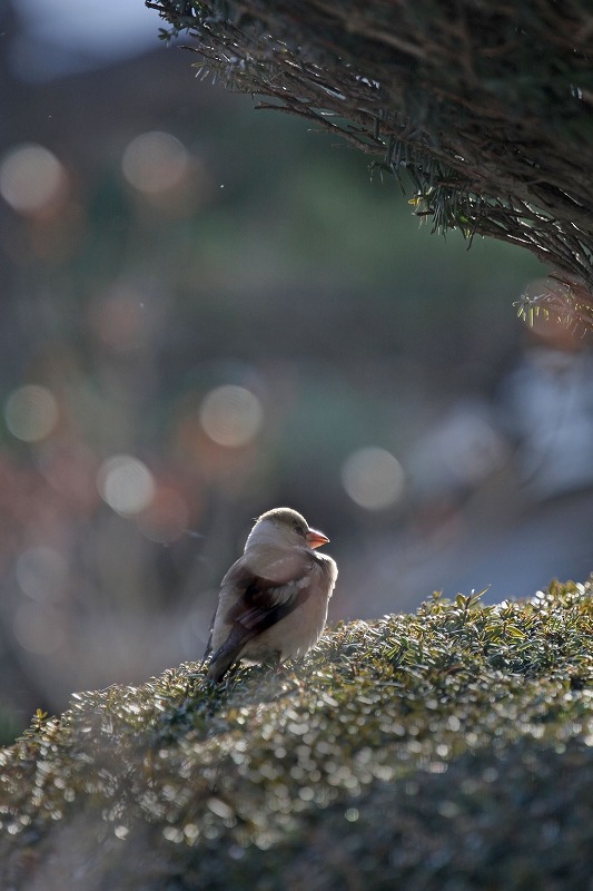 庭に来た野鳥　シメ　鴲　_b0099877_15545199.jpg