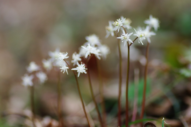 食後の花撮影_c0135381_20403351.jpg