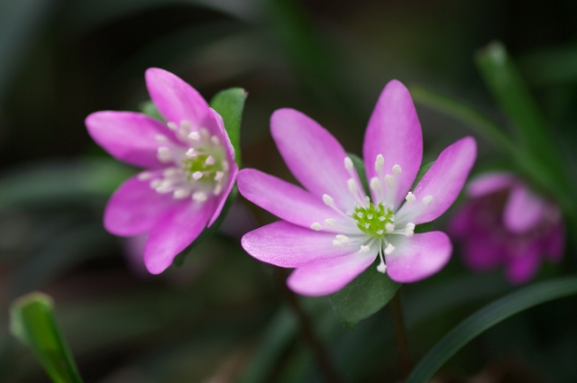 食後の花撮影_c0135381_20405520.jpg