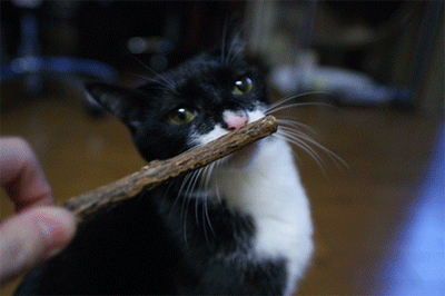 d0126492_372191.gif