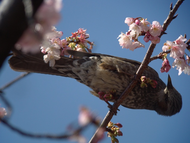 桜と　ヒヨドリ_c0079001_2014627.jpg