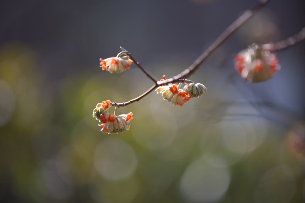 ミツマタの花を撮りに行って来ました。_f0000502_21403661.jpg