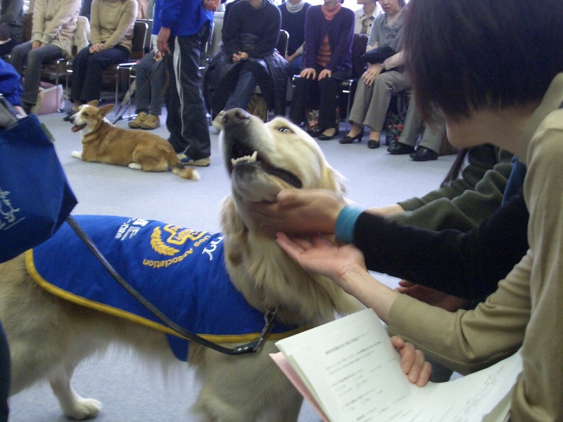 「セラピー犬」って知ってますか?_f0141310_23294411.jpg