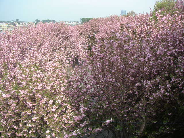 e0146912_17245858.jpg