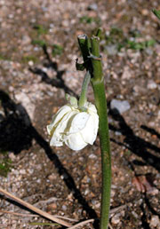 c0085514_1613853.jpg