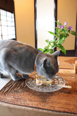 e0156015_1330846.gif