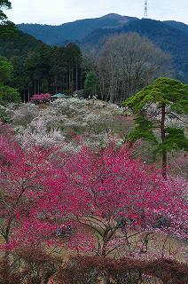 山一面に紅白に染まった梅を写し撮る_d0070920_2063678.jpg