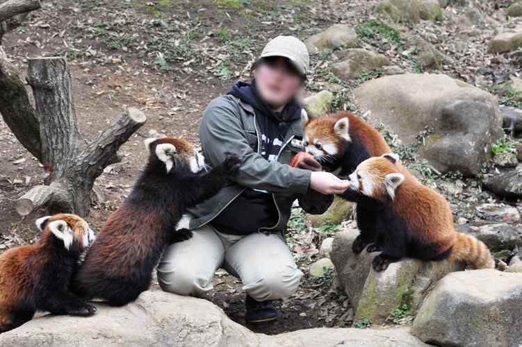 くれくれ団！（多摩ZOOのレッサーパンダ）_d0072521_23411576.jpg