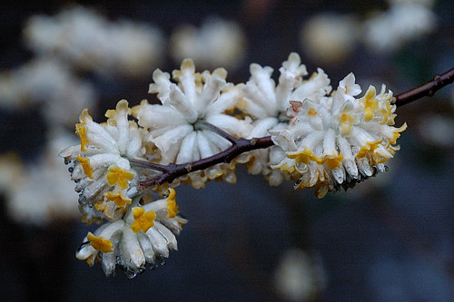 Photo gallery　　2009.3.14   　～a rainy day～_f0009128_1149256.jpg