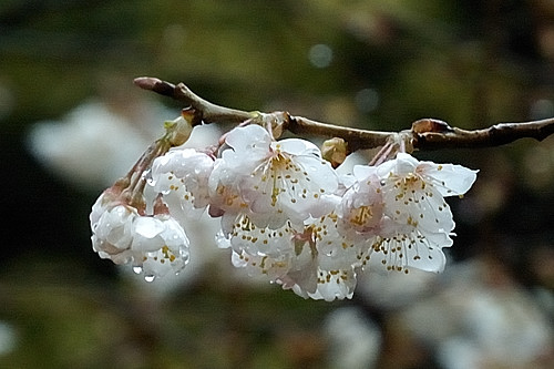 Photo gallery　　2009.3.14   　～a rainy day～_f0009128_11501969.jpg
