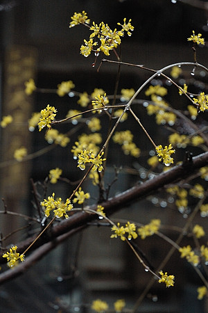 Photo gallery　　2009.3.14   　～a rainy day～_f0009128_12544.jpg