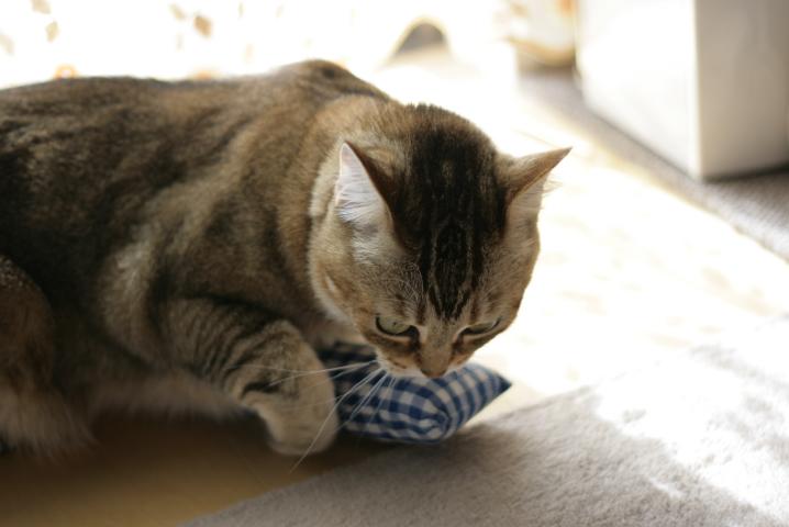 f0055228_182234.jpg