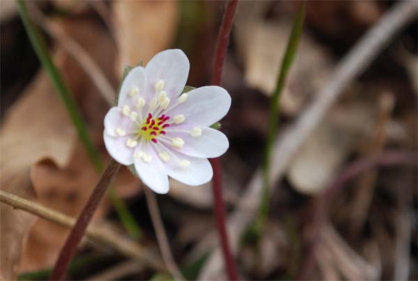 雪割草（新見市草間）_d0029829_7561695.jpg