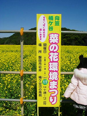 磐田市桶ケ谷沼の菜の花に元気をもらう！_c0143330_1725927.jpg