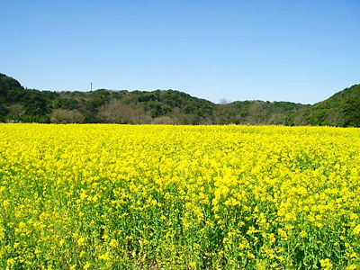 磐田市桶ケ谷沼の菜の花に元気をもらう！_c0143330_17261354.jpg