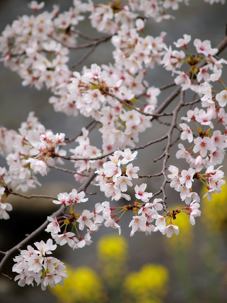 【自転車でGO】 川沿いの桜  [2009年2月15日の投稿]_e0169130_3411786.jpg