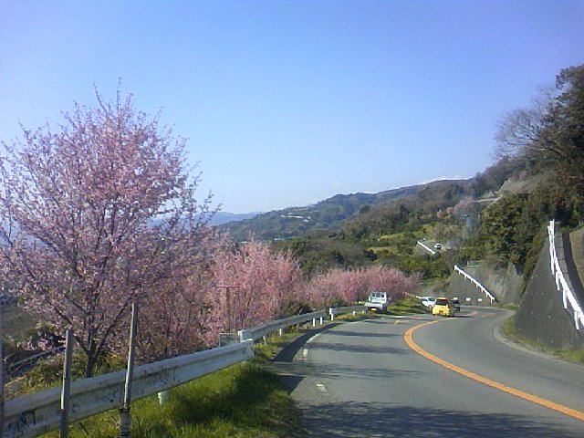 早咲きの桜_b0061245_22404184.jpg