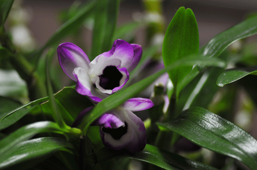 蘭_c0093046_2310419.gif