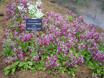 牧野植物園_c0161046_2129195.jpg