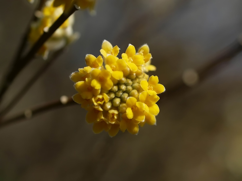 ミツマタ（三椏）の花　☆_d0146247_21495147.jpg