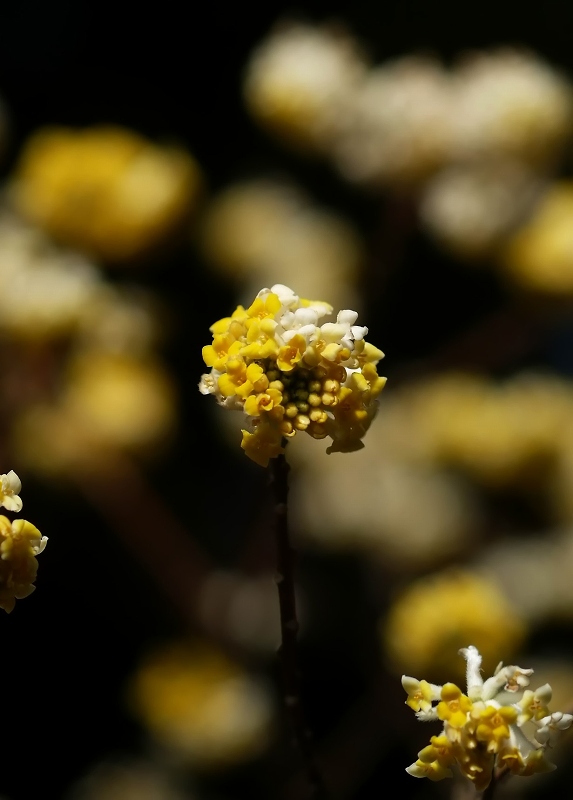 ミツマタ（三椏）の花　☆_d0146247_21505223.jpg