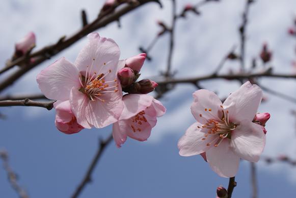 アーモンドの花、開花状況 3月14日現在_b0063958_9165545.jpg