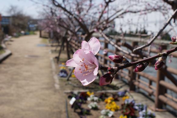 アーモンドの花、開花状況 3月14日現在_b0063958_9171960.jpg