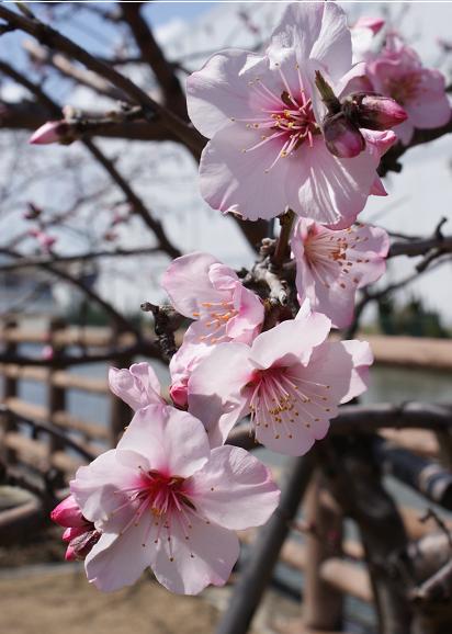 アーモンドの花、開花状況 3月14日現在_b0063958_9173454.jpg