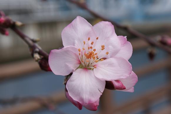 アーモンドの花、開花状況 3月14日現在_b0063958_917937.jpg