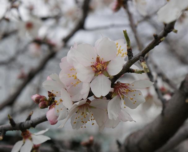 アーモンドの花、開花状況 3月14日現在_b0063958_9183670.jpg
